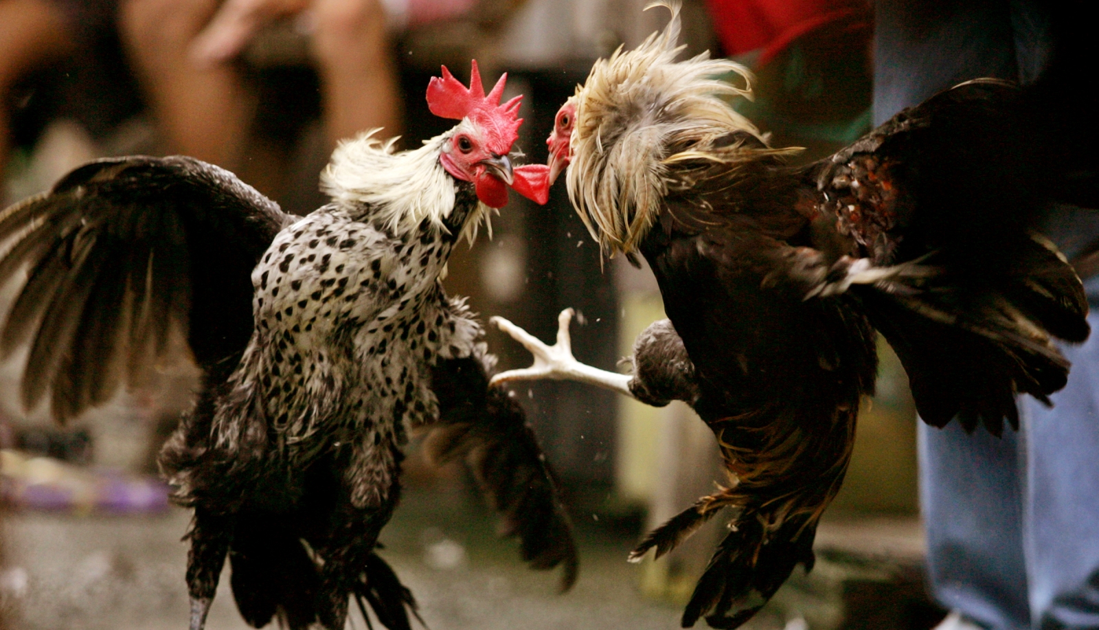 Ketenaran Judi Sabung Ayam Taji Online